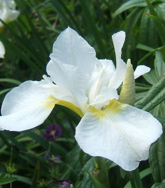 iris siberica .jpg - 34068 Bytes